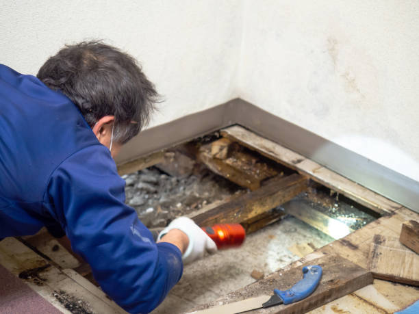 Best Post-Remediation Services in New London, WI
