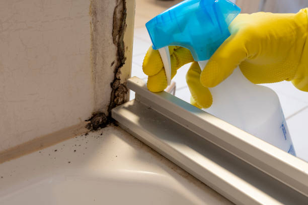 Best Black Mold Remediation in New London, WI