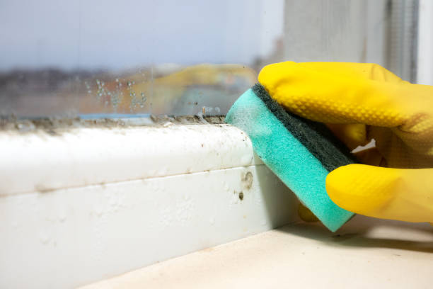 Best Post-Flood Mold Remediation in New London, WI