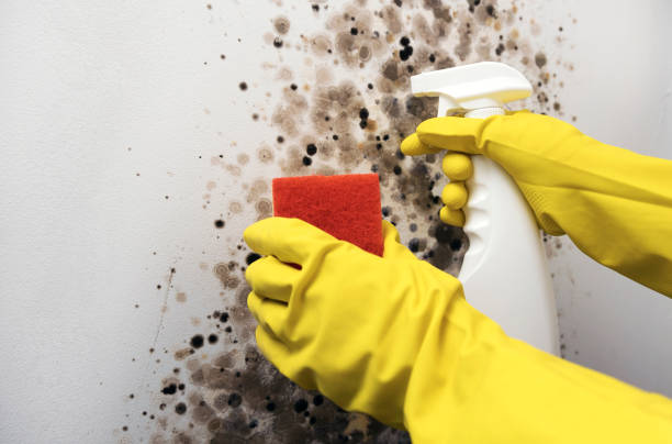 Best White Mold Remediation in New London, WI