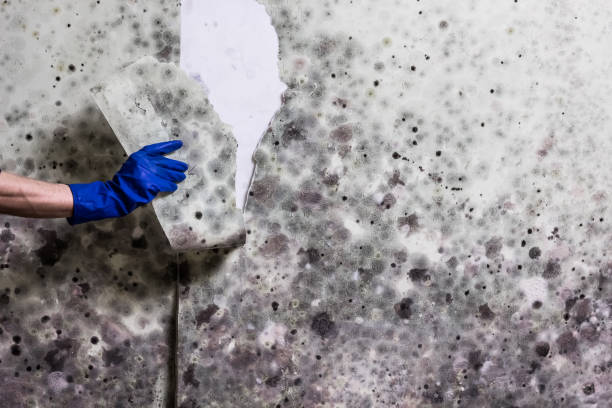 Best Residential Mold Remediation in New London, WI